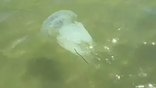 Азовское море,пляж на слободке.🌊🪼🚤