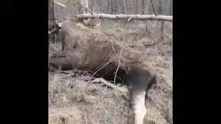 Жалко красавца🥺.