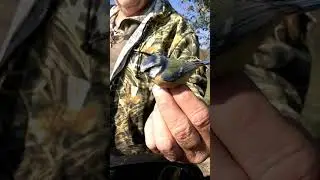 Голубая Лазоревка