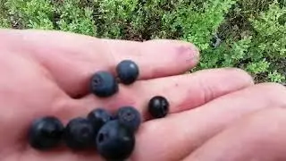 Голубика,черника и морошка северные ягоды на болоте!!!