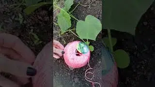 СЕКРЕТИК при Подвязке ОГУРЦОВ. Вы об этом не знали