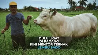 Dulu ligat di padang, kini mentor perternakan lembu sado