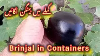Grow Brinjal in Containers/grow bags on the roof