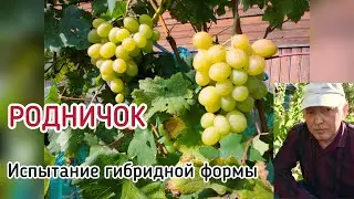РОДНИЧОК - испытание гф на треск и болезни ( Беларусь, 2021)