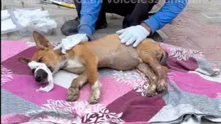 The poor dog has wou.nds and pain in his back legs