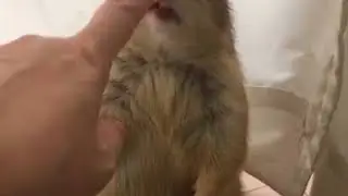 Чей носик?