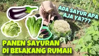 PANEN SAYURAN DI BELAKANG RUMAH | ADA SAYUR APA AJA YA ... ???