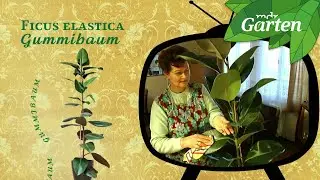 Diese Zimmerpflanzen waren zu DDR-Zeiten modern | MDR Garten