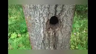 Проверка ловушек. Гречиха. Беларусь, с праздником!