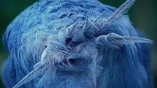 Vogelgeräusche