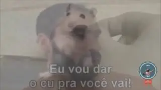 Hamster se assusta com Lilly Santos e Jailson