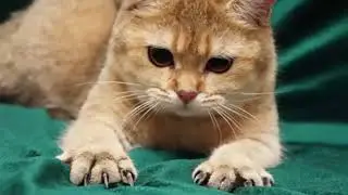 Любимые кошки, Познавательные факты о кошках