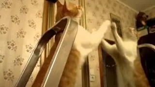 Кот   идиот