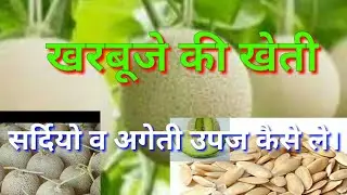 खरबूजे की खेती। अगेती खेती कैसे करें।melonfarming।muskmelon।kharbuje ki kheti।खरबूजा।