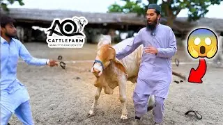 SIMBA ne Mujhe FLYING KICK Mar Di 😱 AQ Cattle Farm