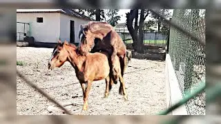 📹 Best Wild Horses Wild Horse