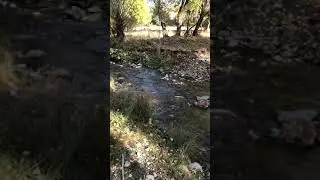 Balyayla Degirmen Sari A.