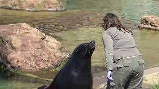 Feeding fur seals#Zoo Wroclaw#animalsvideo