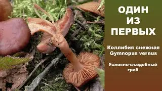 Один из первых! Коллибия снежная - Gymnopus vernus. Условно-съедобный гриб.