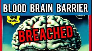 Blood Brain Barrier is being Breached , Why your seeing  an uptick in car accidents, Violence