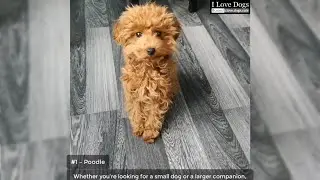 Top 10 Popular Hypoallergenic Dog Breeds 💖💘🐶