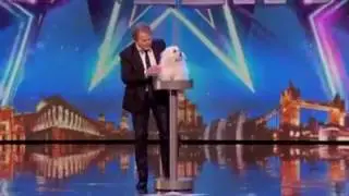 Talking dog