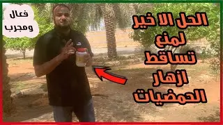 الحل النهائي والاخير لعلاج تساقط الازهار في اشجار الحمضيات ( الموالح ) || ٧ اسباب لابد من علاجها