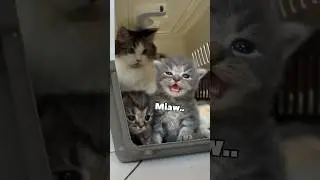 Rescue anak kucing meong meong pas main mobil remote 🥹 #kitten #rescuecat #kucing #kucinglucu