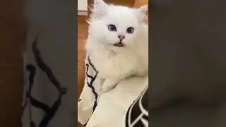 Cute and Loud Meow