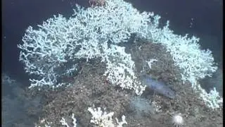 shark & coral _2011_3-1YT.mov