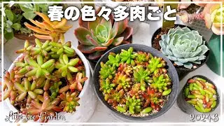 [Succulents] Purchased succulents and rainbow ball cuts [Gardening]