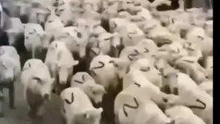 Реальний Коп. москалі посіяли вітер війни...