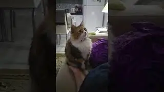 kitty begging for ice cream