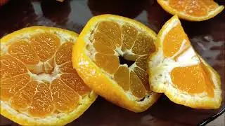 Мандарини Hashimoto |  Miygawa 00 |  Karlik.  Чудові уншиу для підвіконня. Harvest 2023