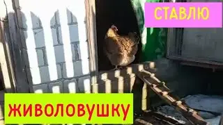 WATCH TO THE END‼️CHICKENS IN DANGER