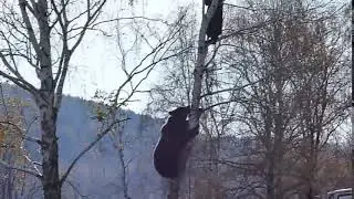 медведь лезет на дерево за мужиком