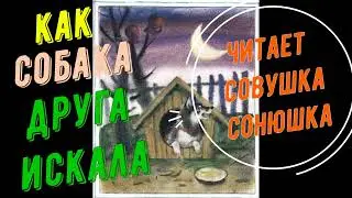 Как собака друга искала