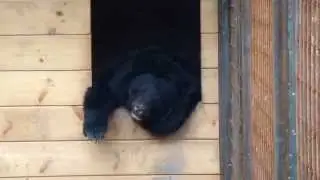 Маша и Миша