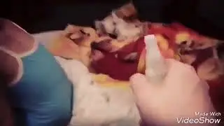 #бедная собачка#