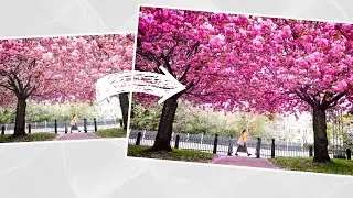 How I Edited Cherry Blossom Photo in 1 Minute! Lightroom Tutorial