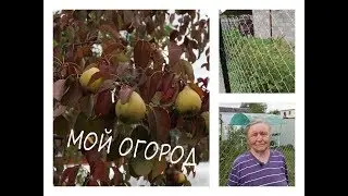 МОЙ ОГОРОД 2018 // ОЛЬГА НЫЗЮК