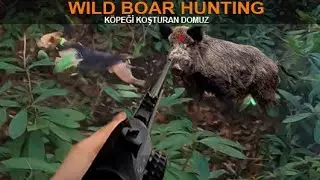 DEV DOMUZ AVI (2021)/ CACCIA AL CINGHIALE GIGANTE / ΚΕΝΤΡΟ ΓΙΓΑΝΟΥ /WILD BOAR HUNTING/CAZA DE JABALÍ