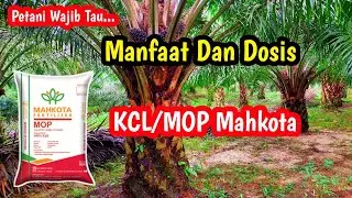 Manfaat Dan Dosis || Pupuk KCL/MOP Mahkota Untuk Kelapa Sawit