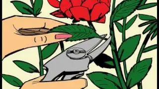 Garden Pruners available at Garden Envy
