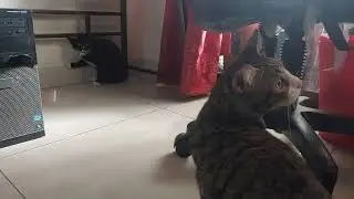 2 cat almost fighting each other