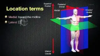 064 Anatomical Planes and Spatial Relationships in the Human Body