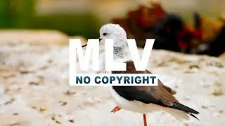 Beautiful Future Bass Music : Memory of Summer - Kodomoi (No Copyright Music)