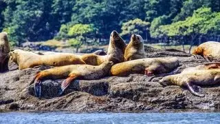 Transient Killer Whales Battling a Huge Steller Sea Lion