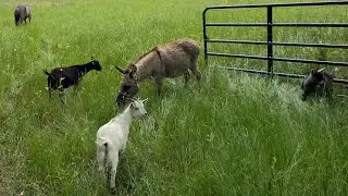 FARM SOUNDS 🥬 - Grazing Animals Edition 🐴🐐🐄 (No Talking / Relaxing / ASMR