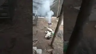 Berternak di blakang rumah #desa #ayam #bebek #ternak #peternak #berternak #kandang #ternakayam #fyp